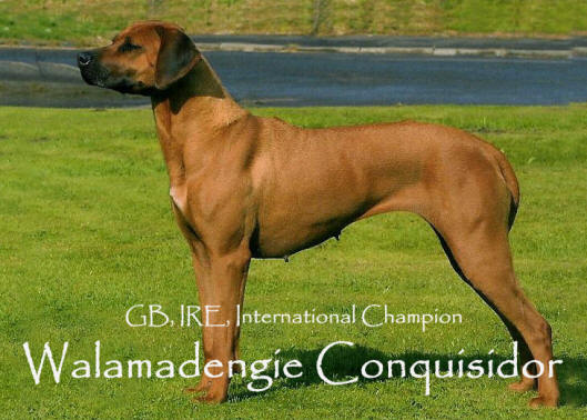 rhodesian ridgeback champion breeders